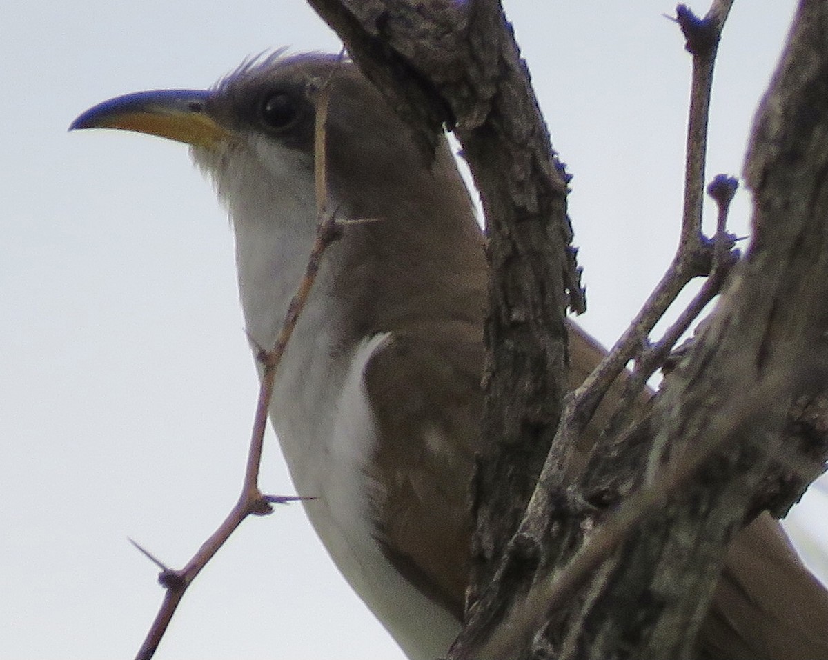 Yellow-billed Cuckoo - ML476595541