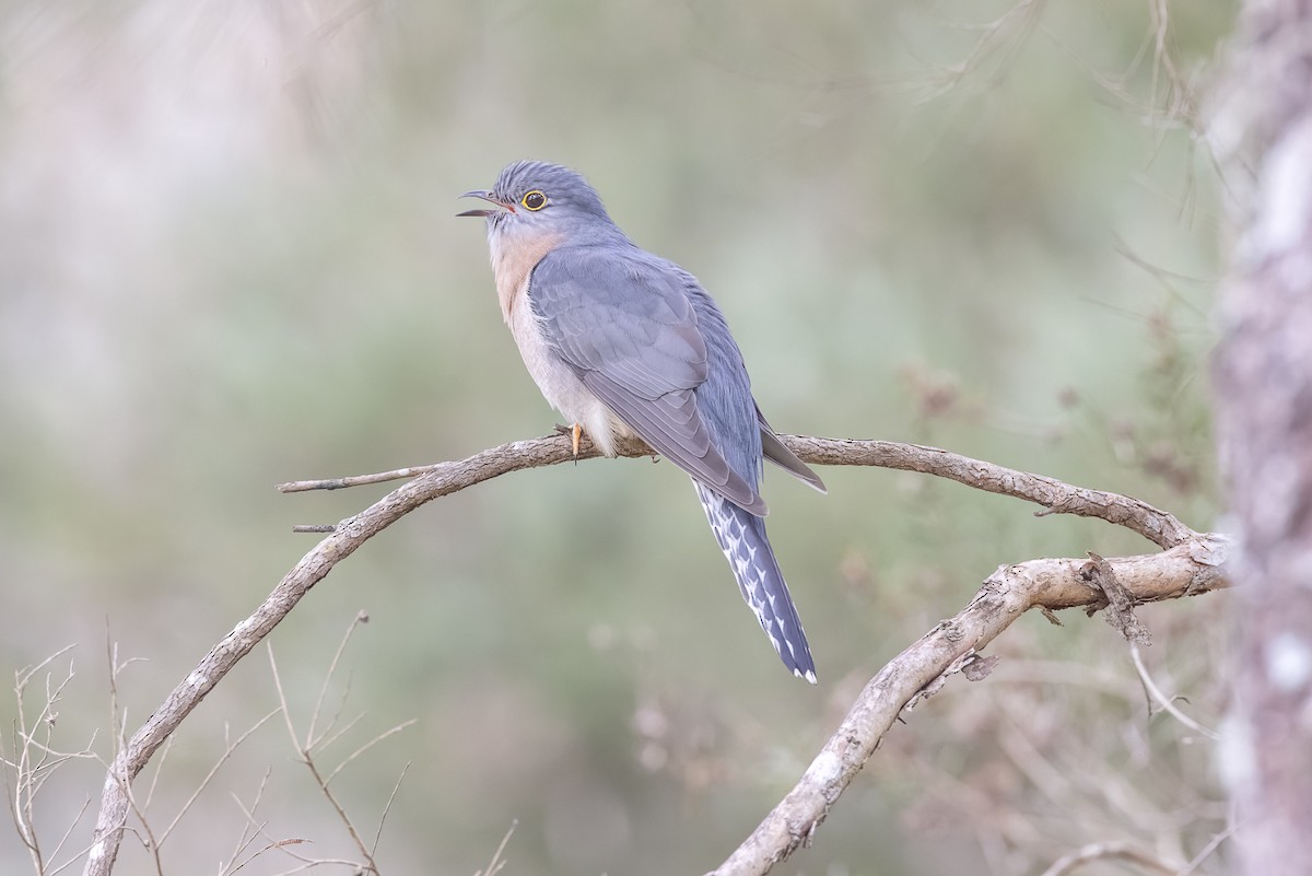 Fan-tailed Cuckoo - Jeremy Edwards