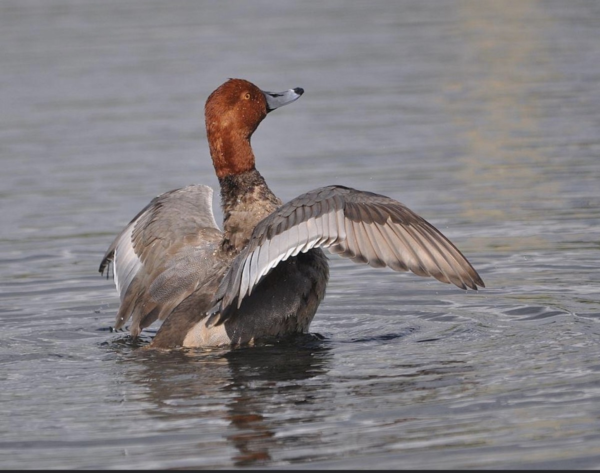 Redhead - ML476595971