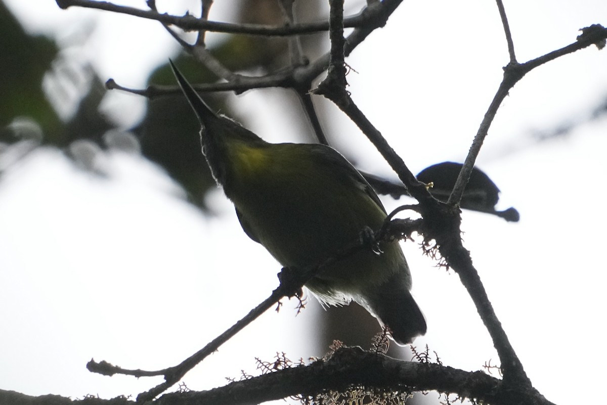 Slaty-chinned Longbill - ML476596571