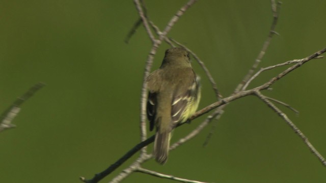 Erlenschnäppertyrann - ML476598