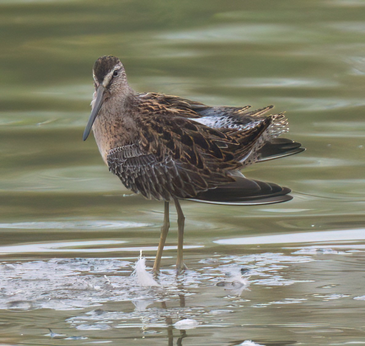 Short-billed Dowitcher - ML476599771