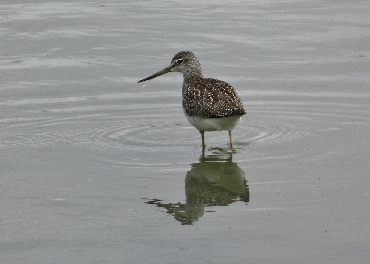 Greater Yellowlegs - ML476601411