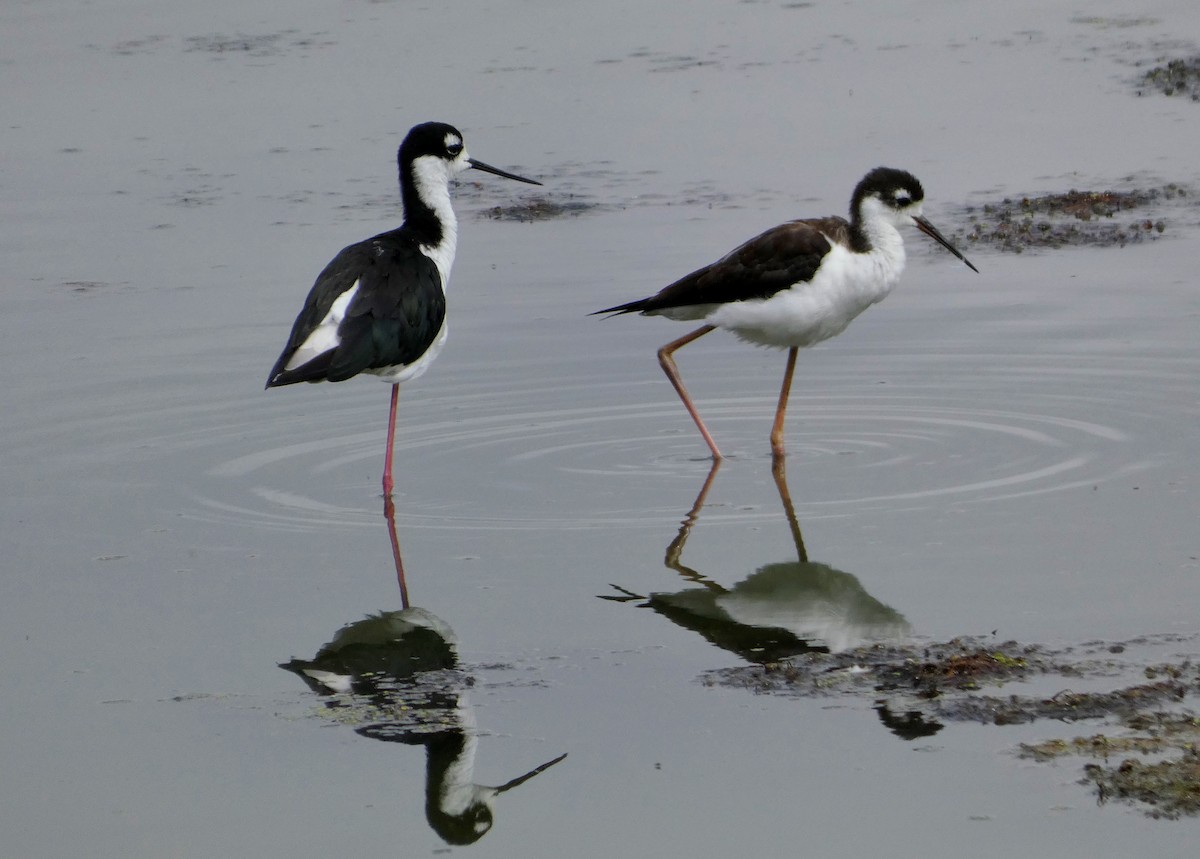 Black-necked Stilt - ML476601521