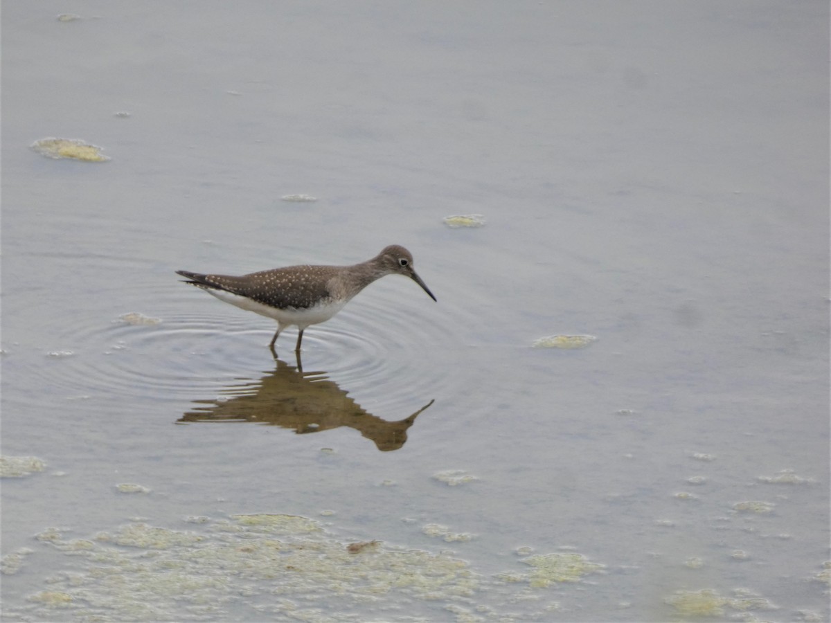 Solitary Sandpiper - ML476602471