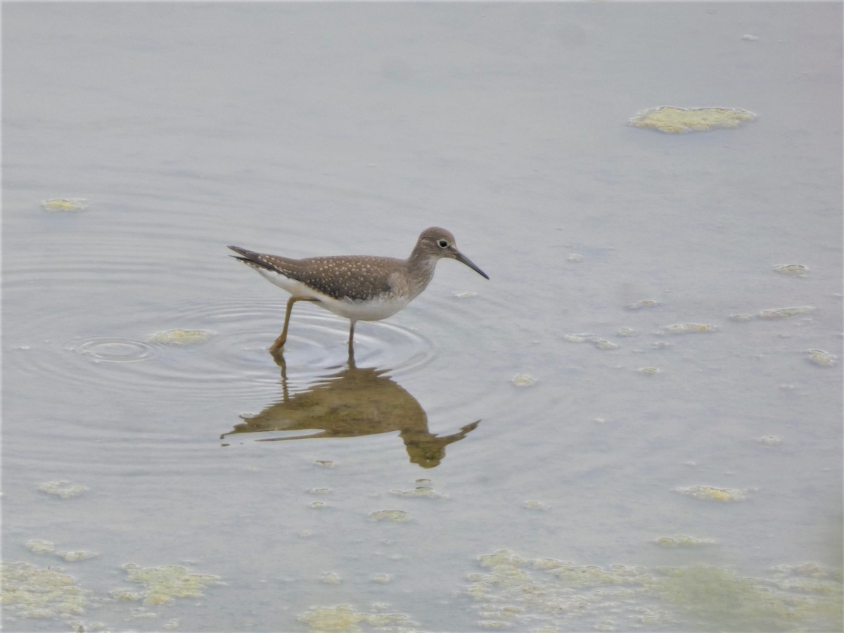 Solitary Sandpiper - Chris Chappell