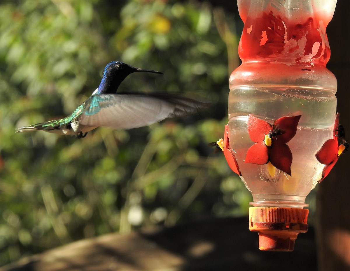 White-necked Jacobin - Dan Brauning