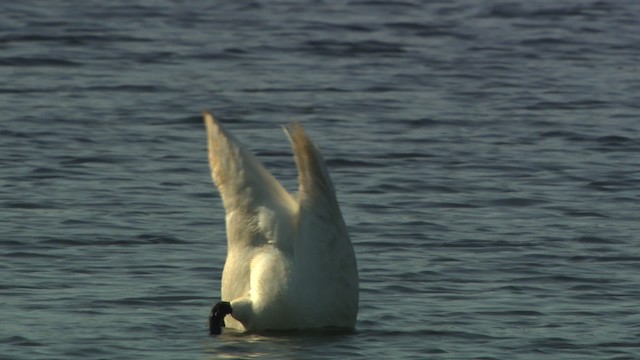 Cisne Trompetero - ML476603