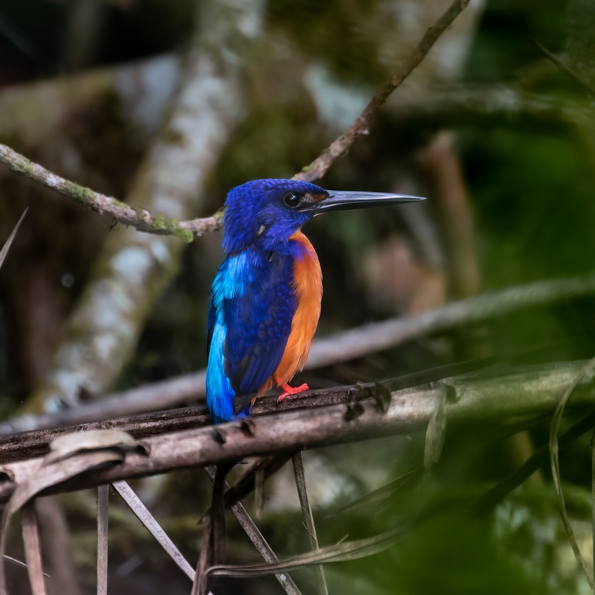 Shining-blue Kingfisher - ML476603471