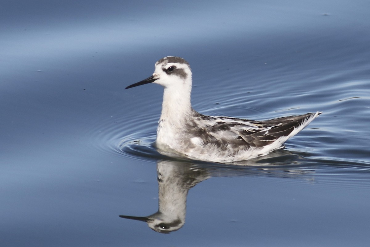 Red-necked Phalarope - ML476603731