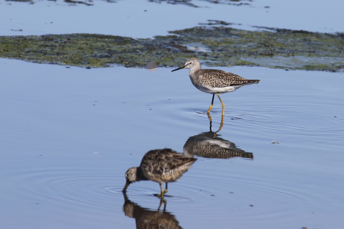 gulbeinsnipe - ML476604271