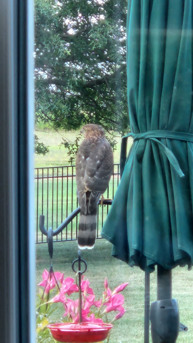 Cooper's Hawk - ML476605051