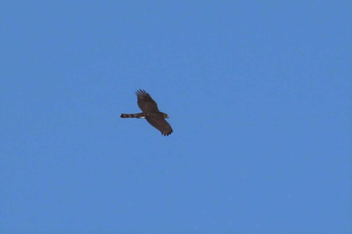 Cooper's Hawk - ML476605531