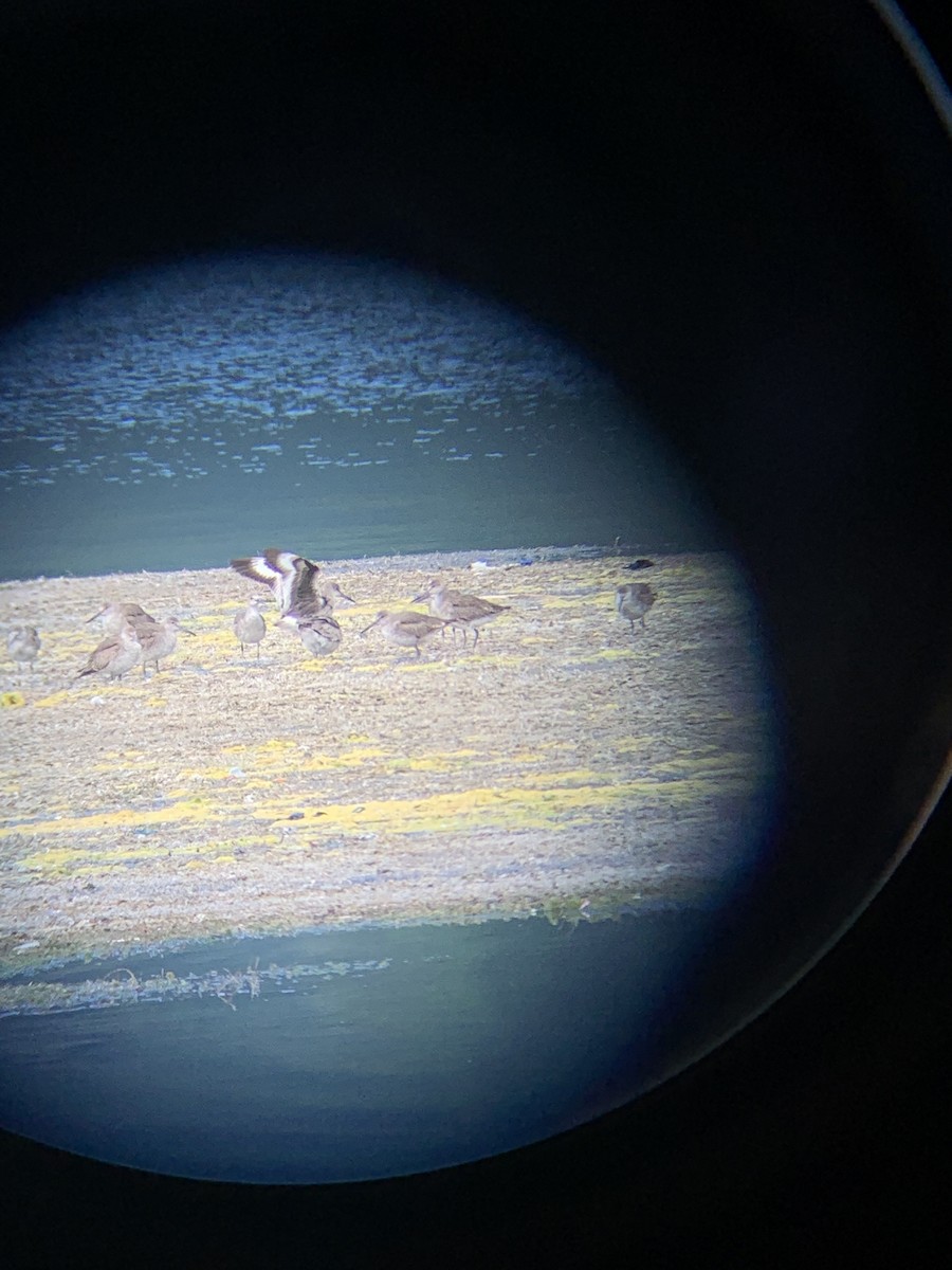 Willet - ML476605961