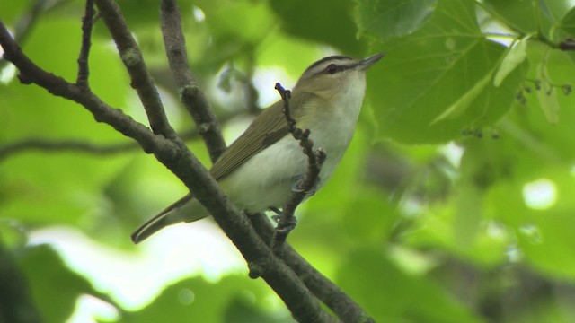 Red-eyed Vireo - ML476606