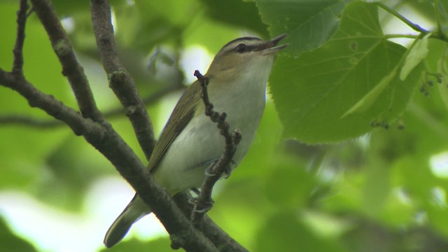 Vireo Ojirrojo - ML476607