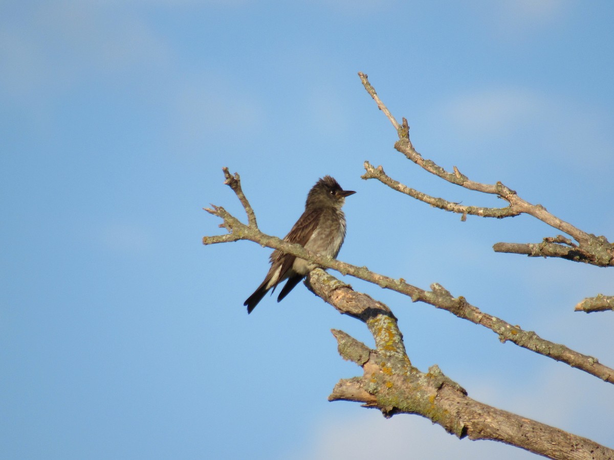 Olive-sided Flycatcher - ML476608101