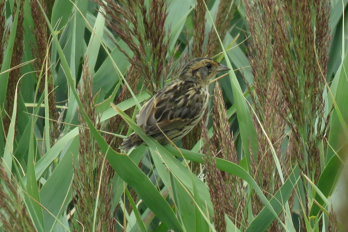 Saltmarsh Sparrow - ML476608111