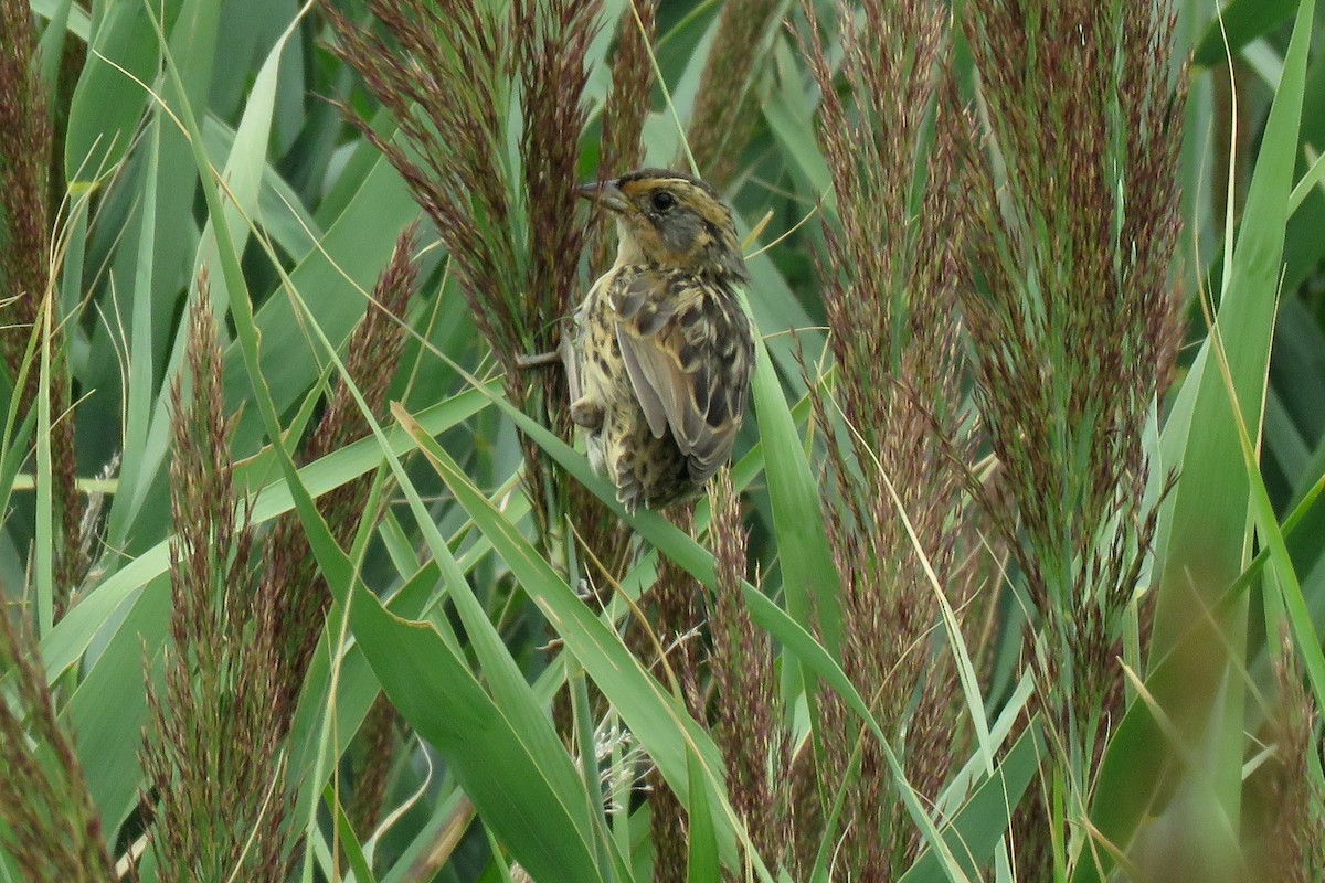 Saltmarsh Sparrow - ML476608121