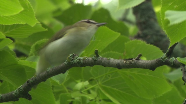 Vireo Ojirrojo - ML476609