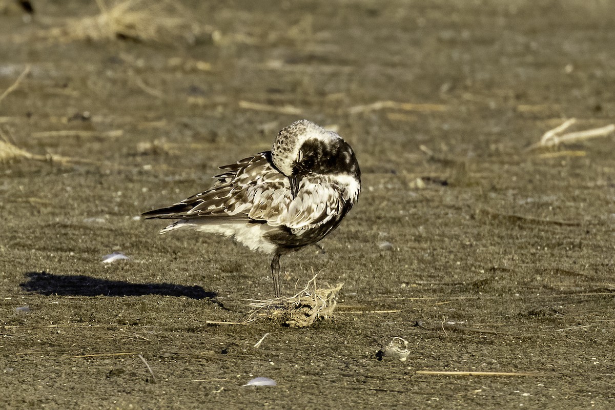 Black-bellied Plover - ML476609241