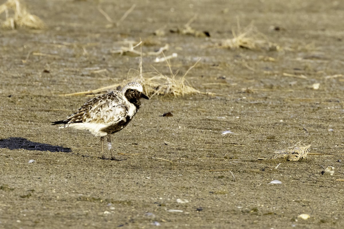 Black-bellied Plover - ML476609261