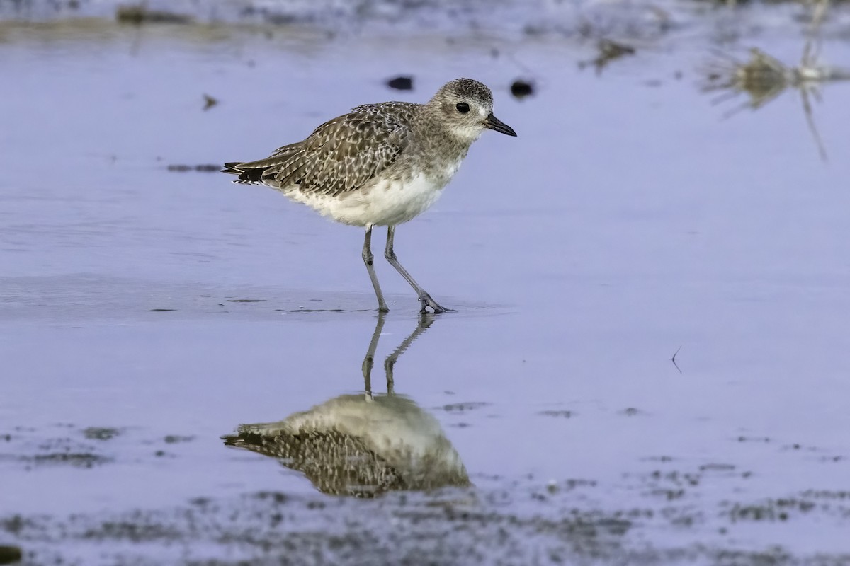 Black-bellied Plover - ML476609271