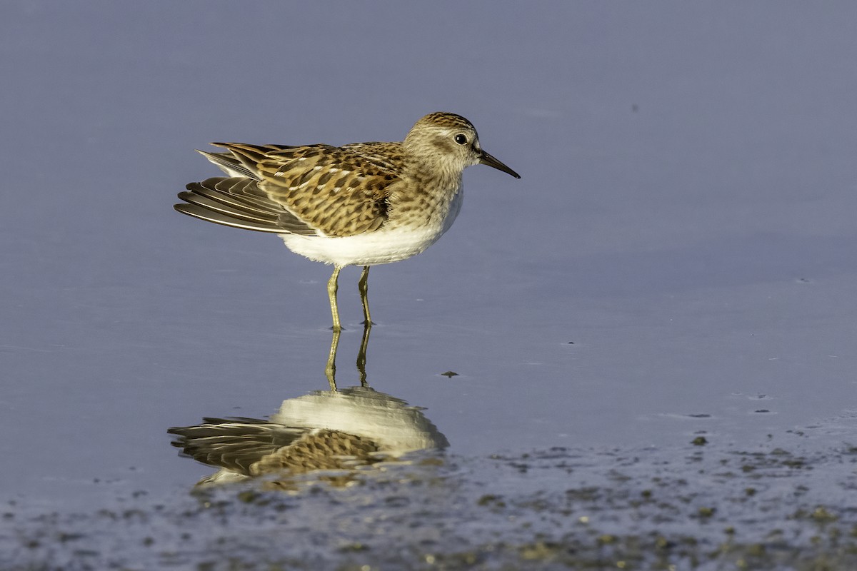 Least Sandpiper - ML476609421