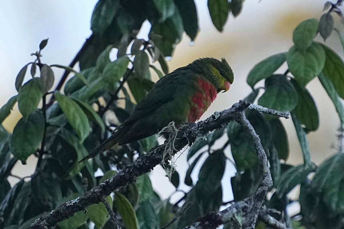 Orange-billed Lorikeet - ML476609481