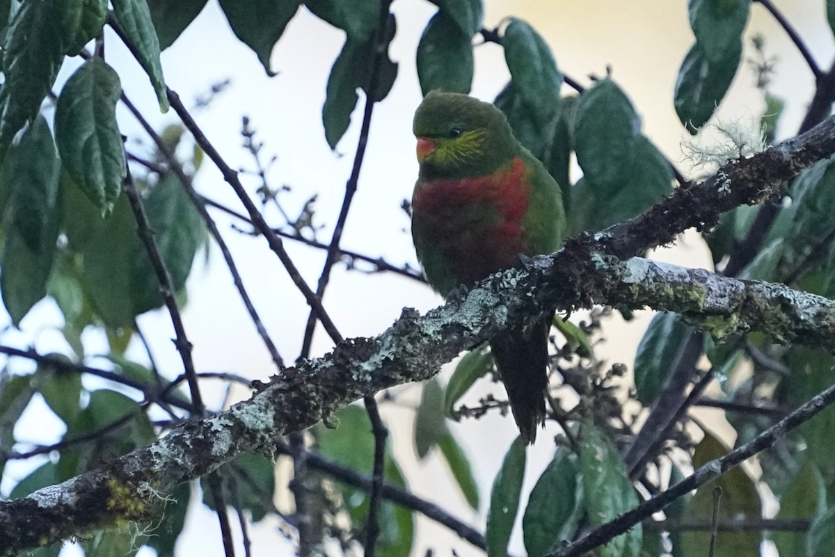 Orange-billed Lorikeet - ML476609491