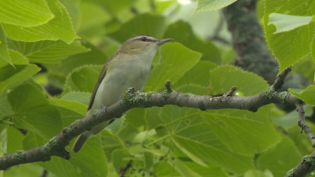 Red-eyed Vireo - ML476610