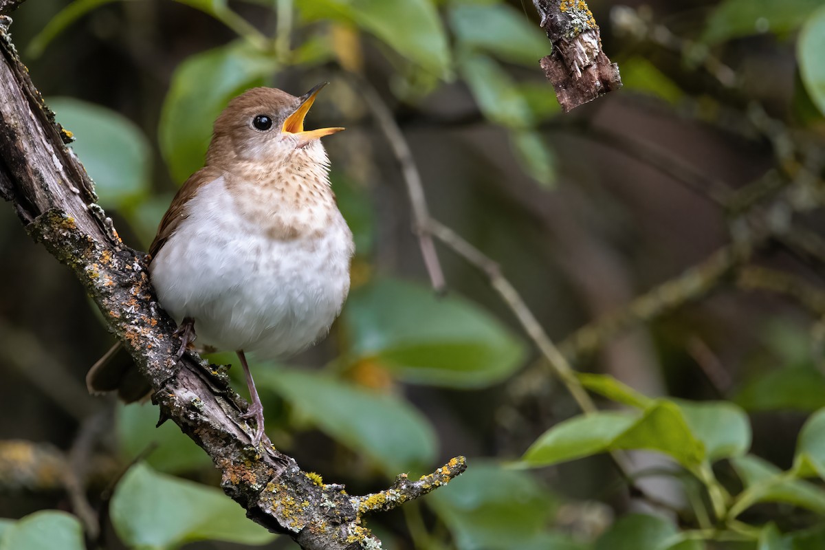 Veery - ML476610461