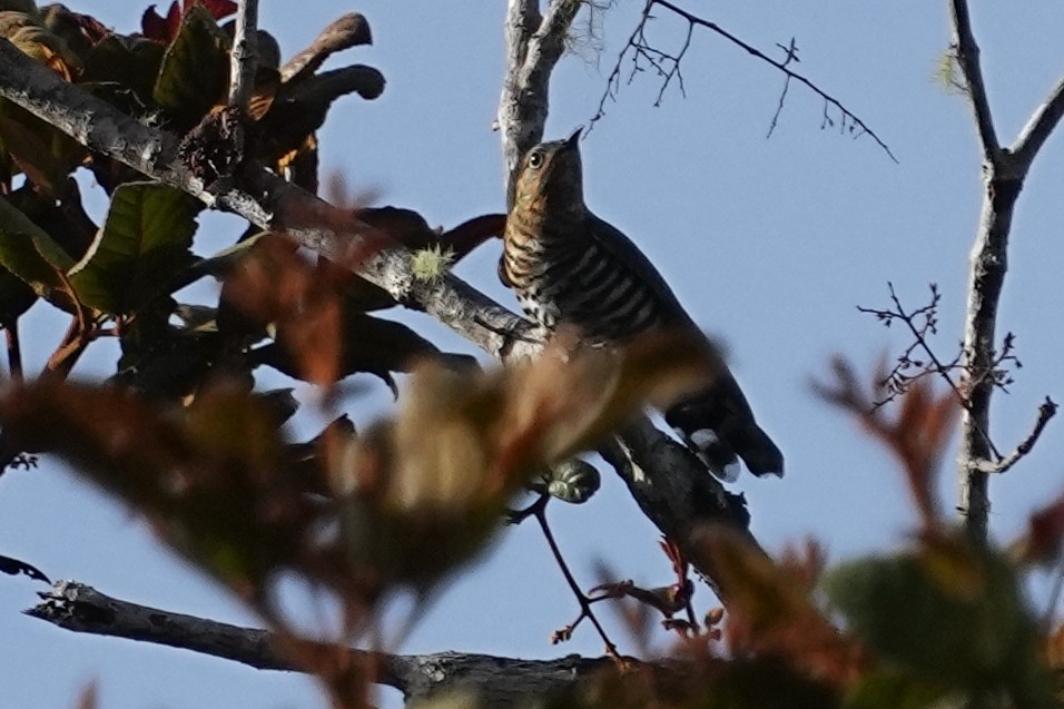 Rufous-throated Bronze-Cuckoo - ML476610531