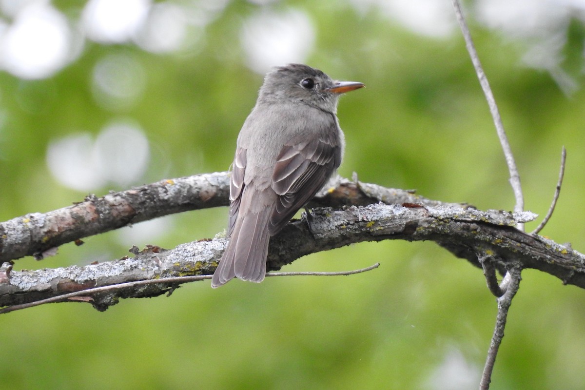 Eastern Wood-Pewee - Dan Belter