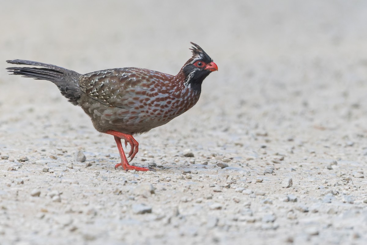 Long-tailed Wood-Partridge - Dubi Shapiro