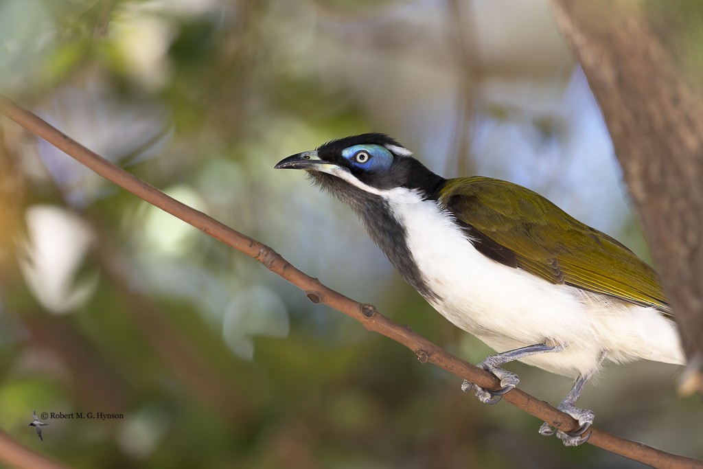 Blue-faced Honeyeater - ML476613861