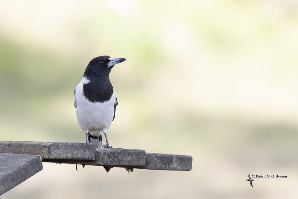 Pied Butcherbird - ML476613911