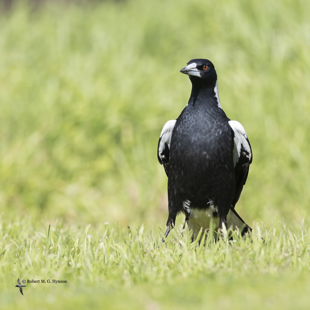 Australian Magpie - ML476613961