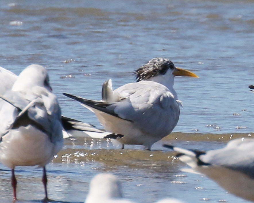 Sandwich Tern (Cayenne) - ML476615891