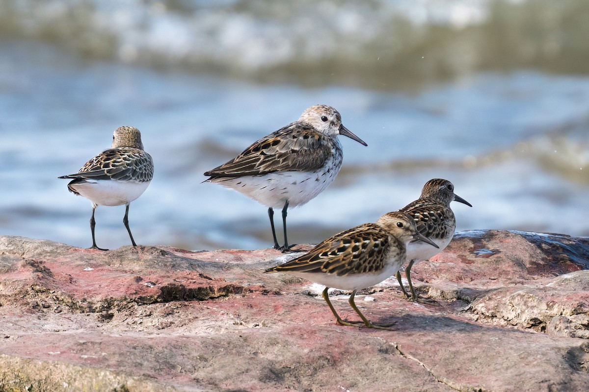 Western Sandpiper - Old Bird