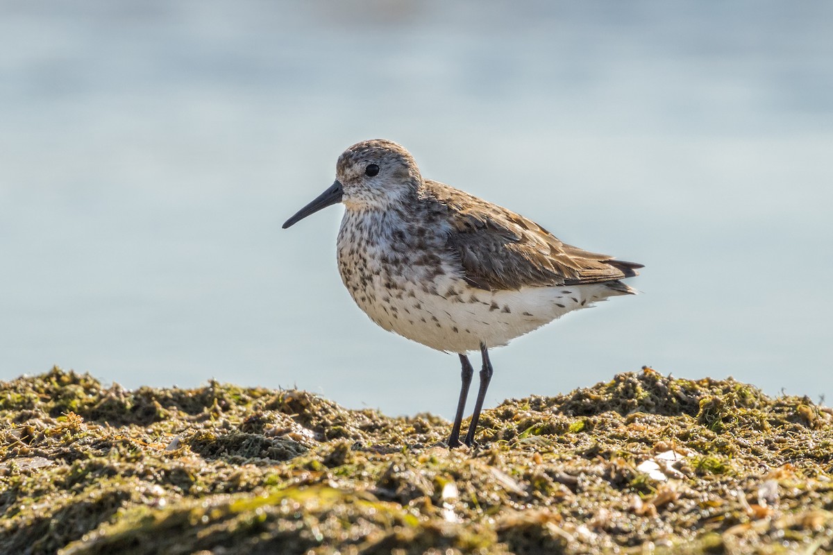 Western Sandpiper - Old Bird