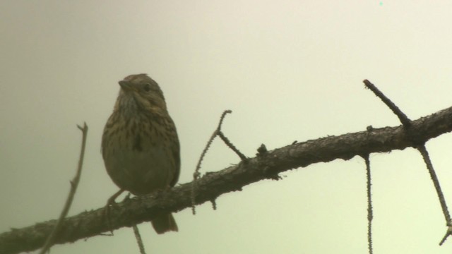 Lincoln's Sparrow - ML476617