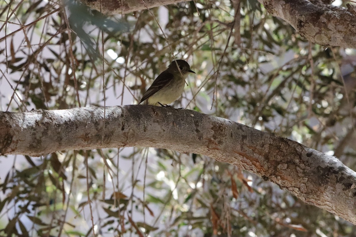 Western Flycatcher (Pacific-slope) - Susano Medina