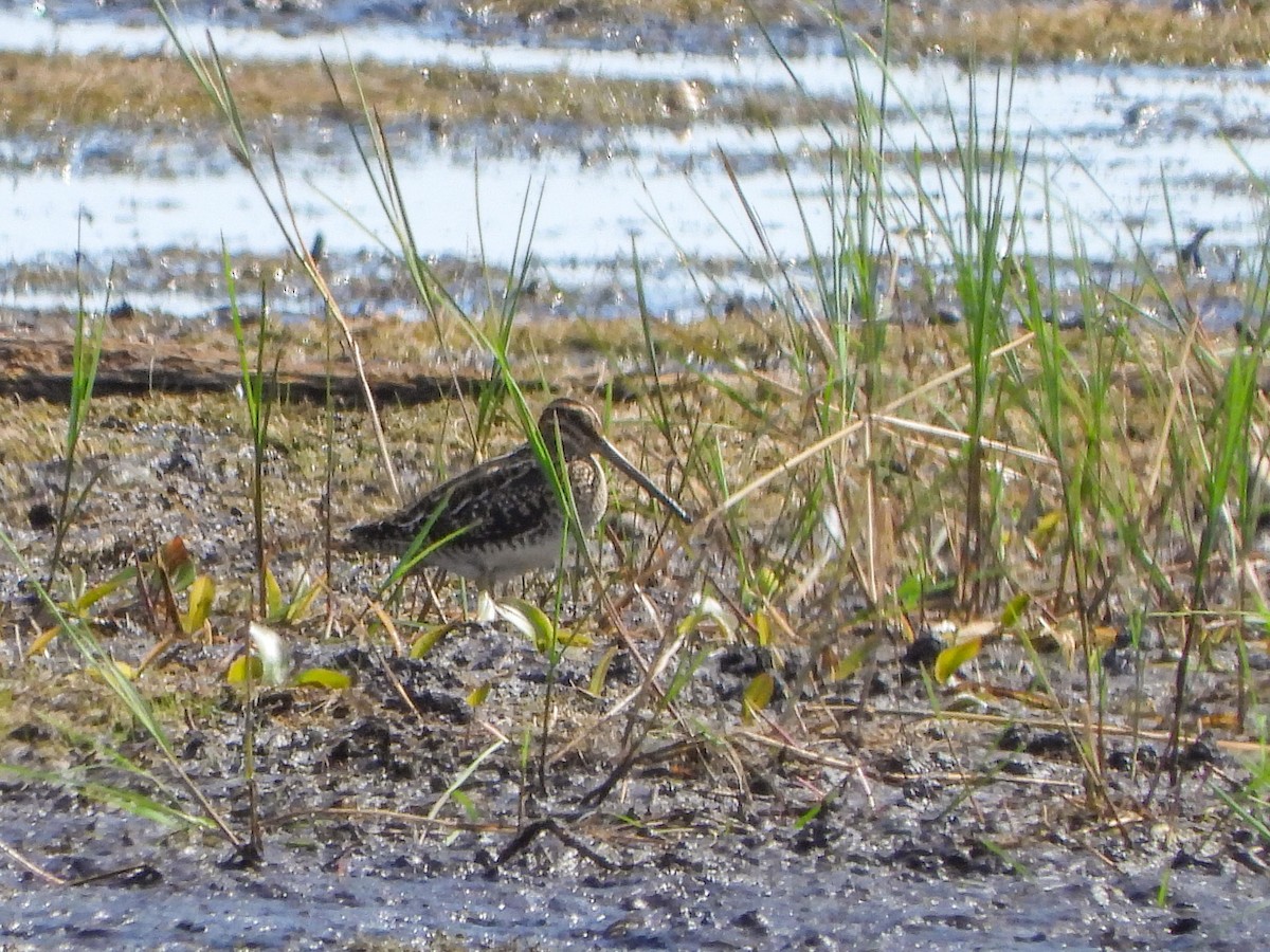 Wilson's Snipe - ML476617711