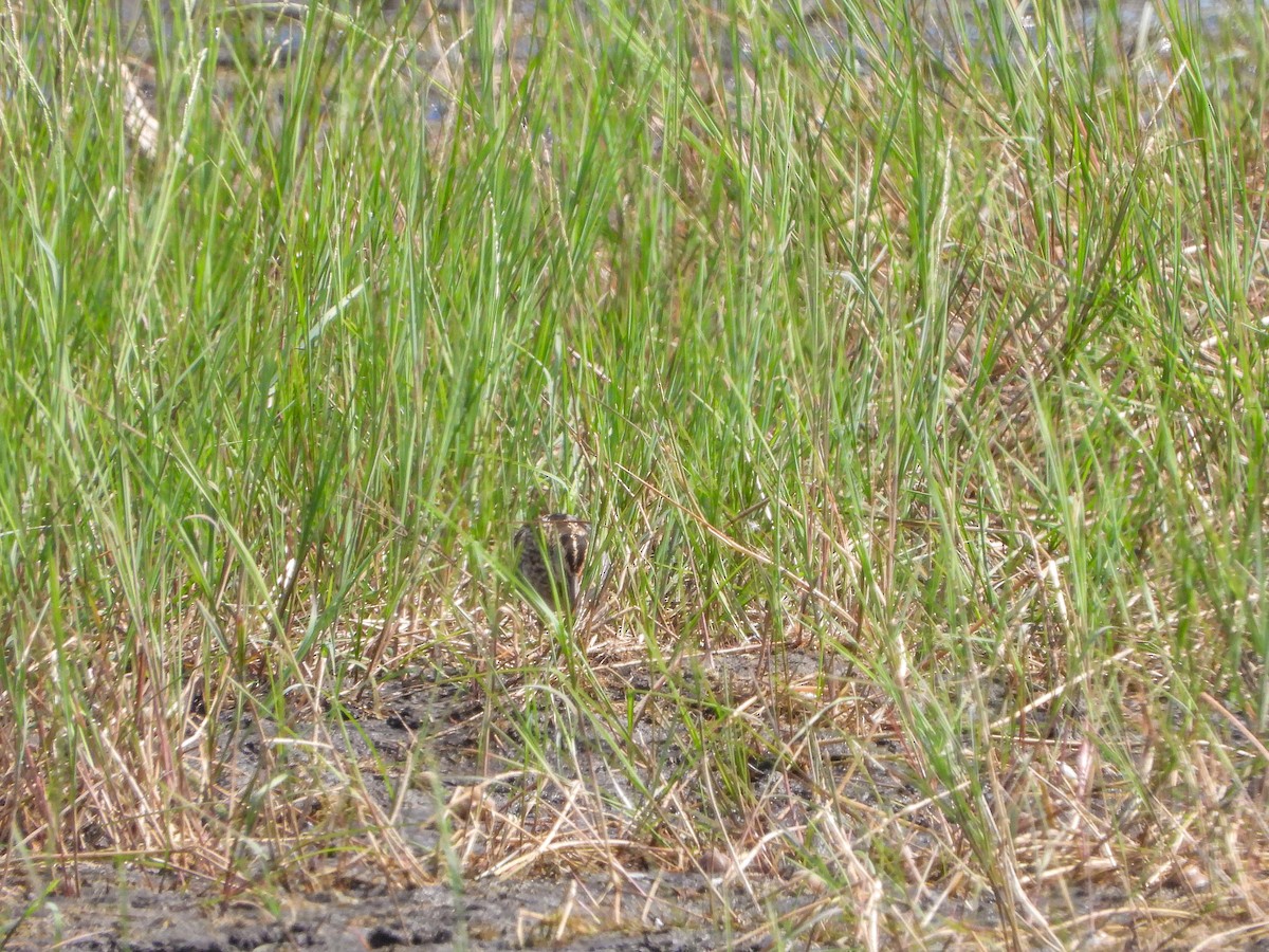 Wilson's Snipe - ML476617731