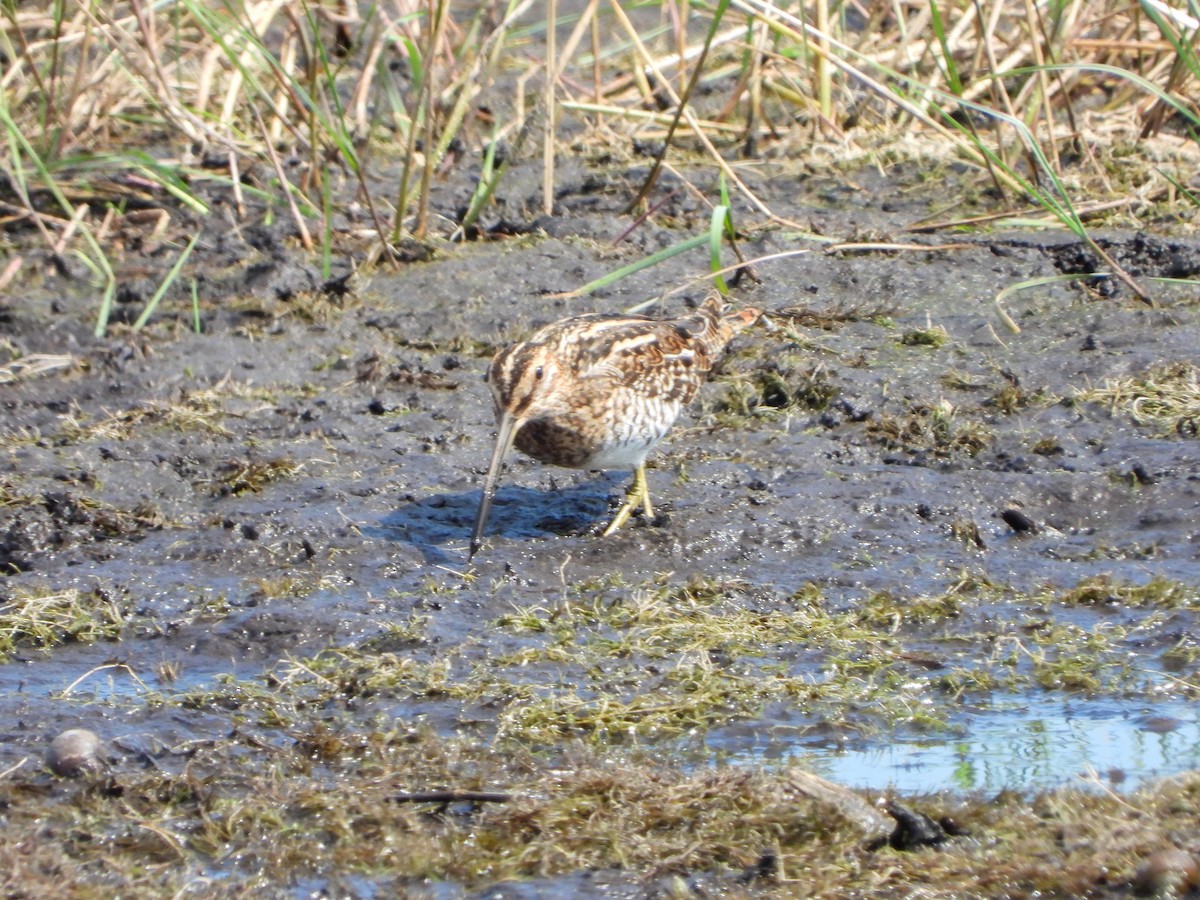 Wilson's Snipe - ML476617831