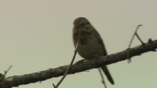 Lincoln's Sparrow - ML476618