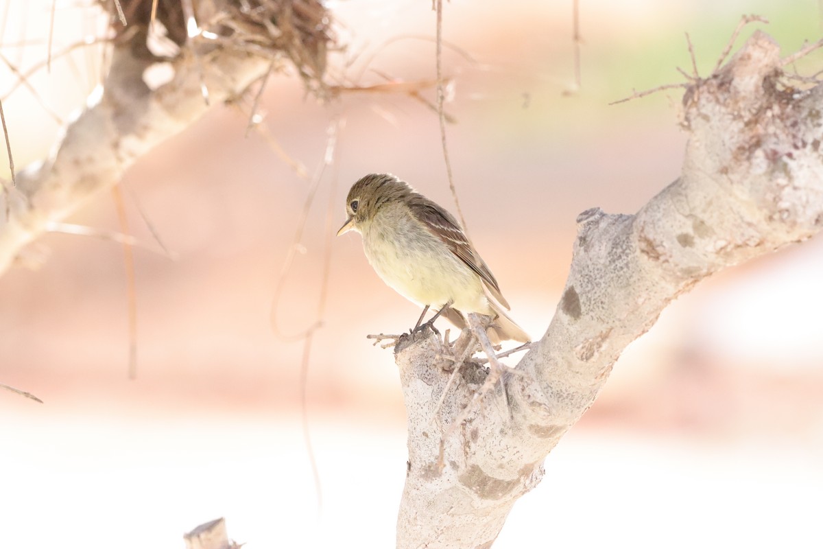 Western Flycatcher (Pacific-slope) - Susano Medina