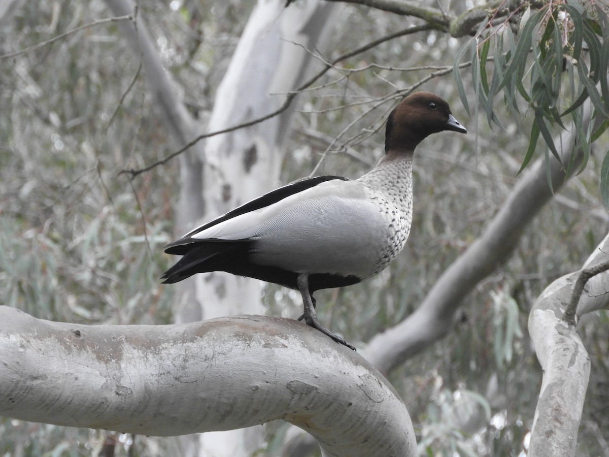 Pato de Crin - ML476618071