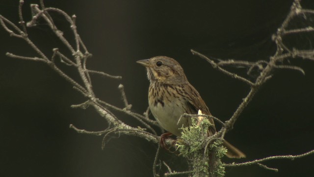 Lincoln's Sparrow - ML476619